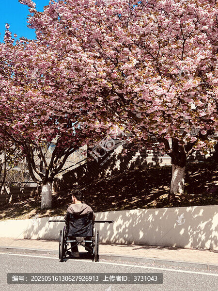 輪椅上賞爛漫櫻花景象