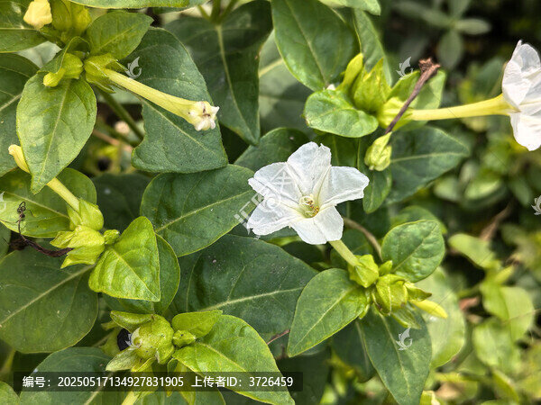 紫茉莉