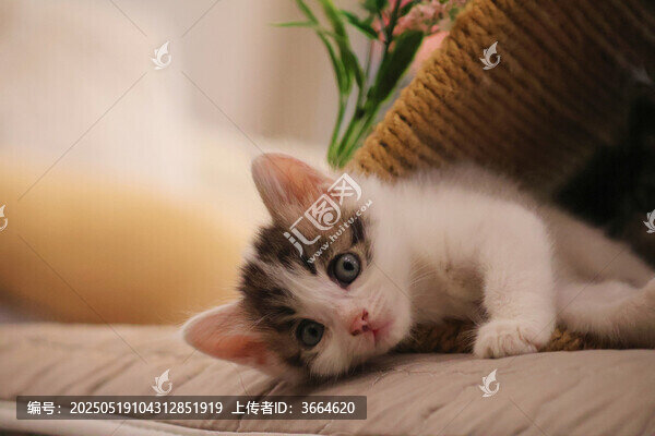 可愛的小貓