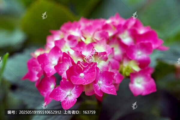 紅艷艷的繡球花
