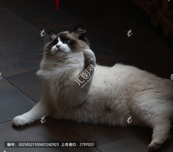 布偶貓愜意地伸出小爪子