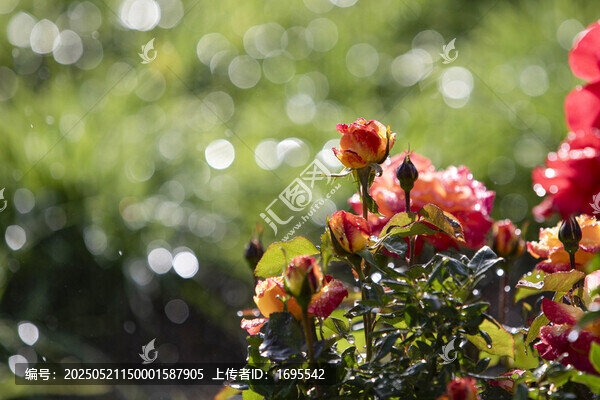 月季花