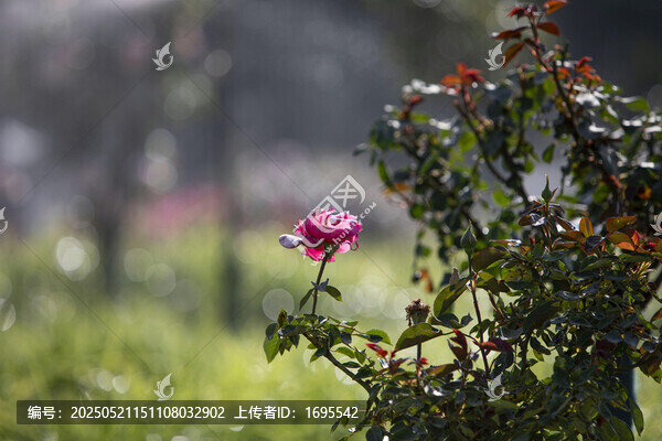 月季花