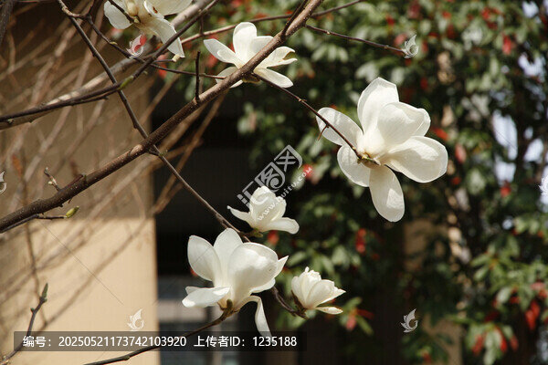 潔白玉蘭花枝綻放