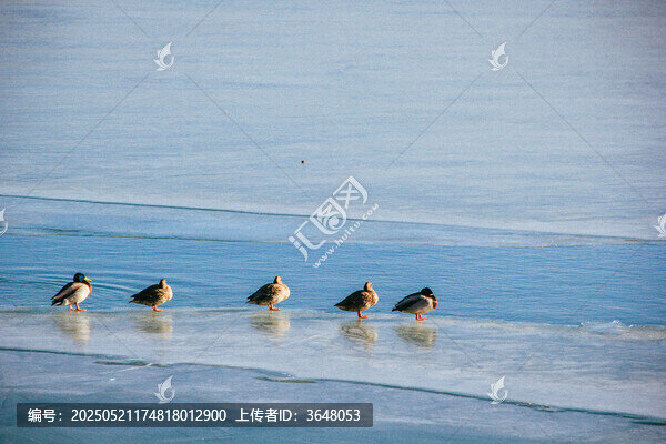 寒冬水鳥覓食圖