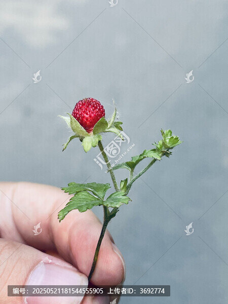 蛇莓手捧鮮紅野草莓植株