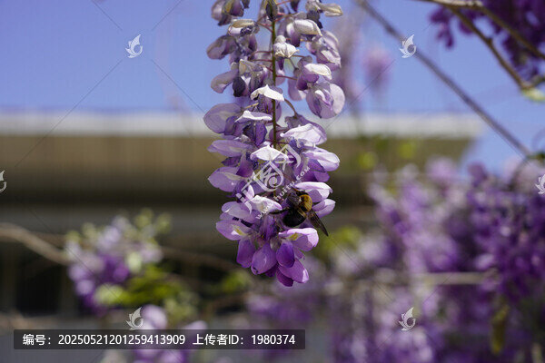 紫藤花