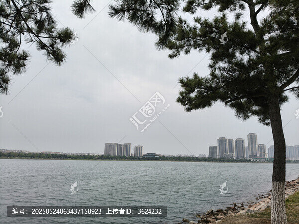 湖畔松影與遠處城市風光