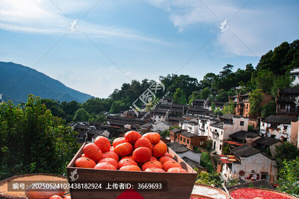 上饒婺源篁嶺景區(qū)曬秋時節(jié)的古村風光