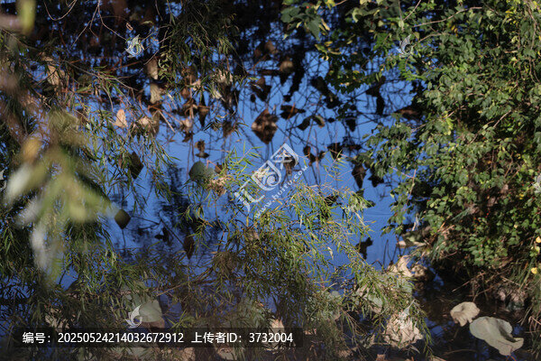 水邊繁茂枝葉與倒影景致