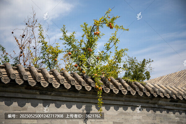 石榴樹(shù)果子