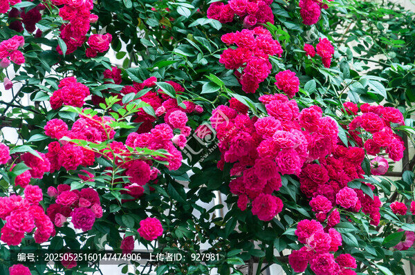 春天公園里盛開(kāi)的七姊妹花薔薇花