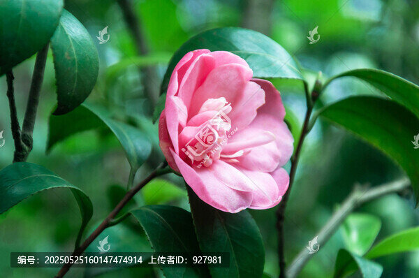 春天公園盛開的山茶花
