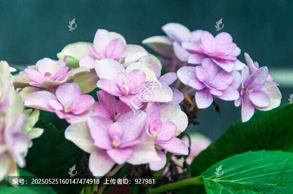 春天盛開的嬌美淡粉繡球花特寫