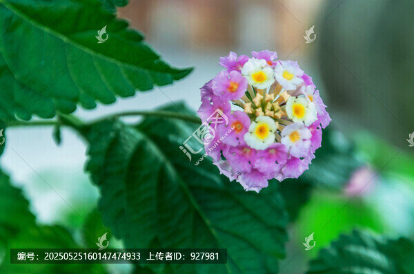 春天公園里盛開的五色梅花