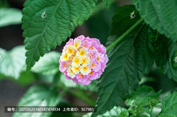 春天公園里盛開的五色梅花