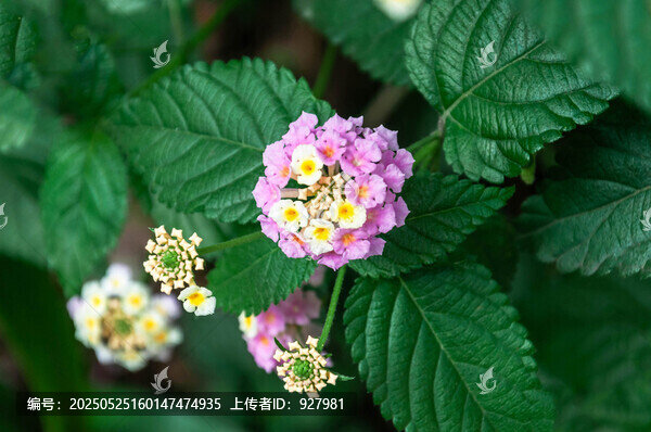 春天公園里盛開的五色梅花