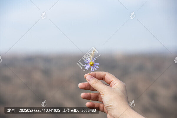 紫色菊花