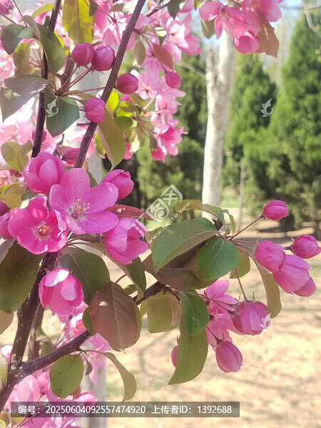 枝頭綻放的嬌艷粉色花朵