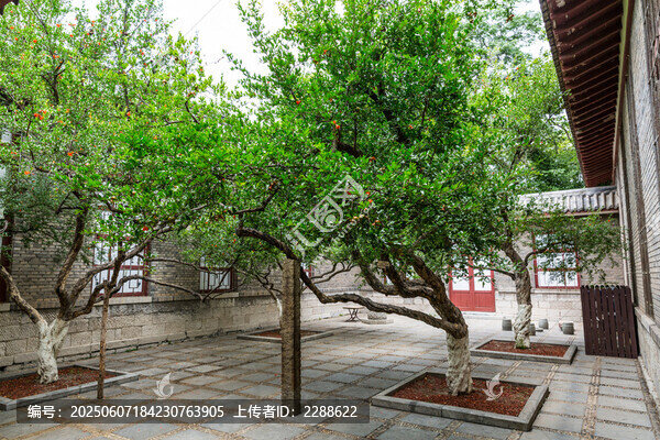 庭院石榴樹