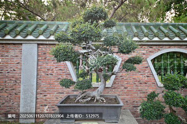 中式庭院中的精致盆景