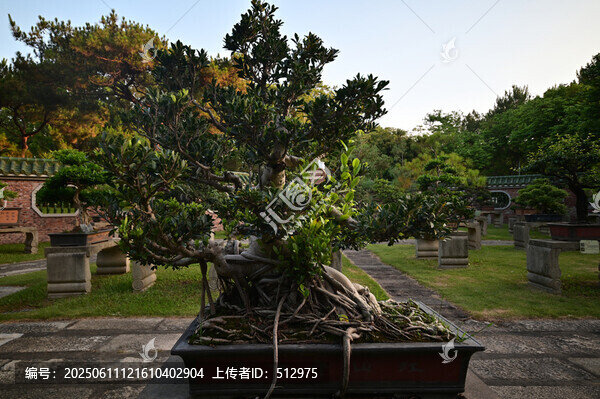 庭院中的精美盆景景觀