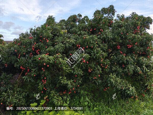 桂味荔枝