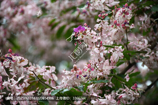 廣東東莞短萼儀花盛開