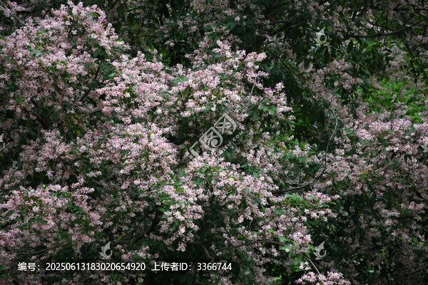 廣東東莞短萼儀花盛開