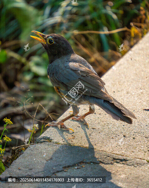 烏灰鶇立于石邊鳴叫