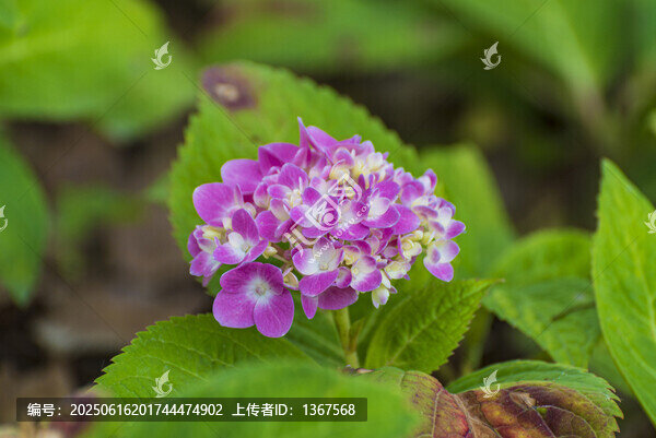 繡球花