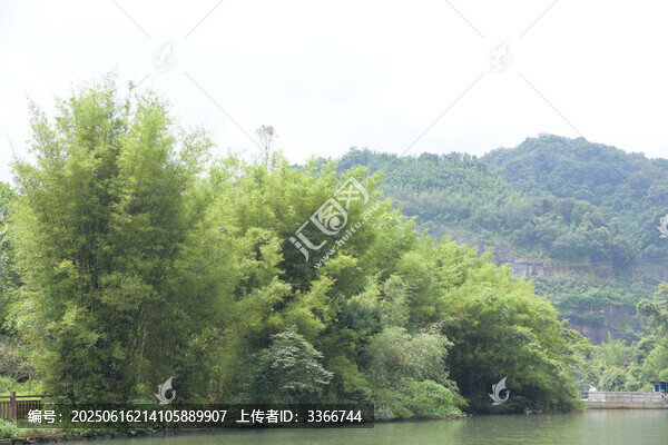 廣東韶關(guān)錦江沿岸竹林