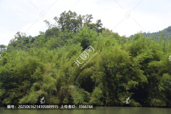 廣東韶關(guān)錦江沿岸竹林