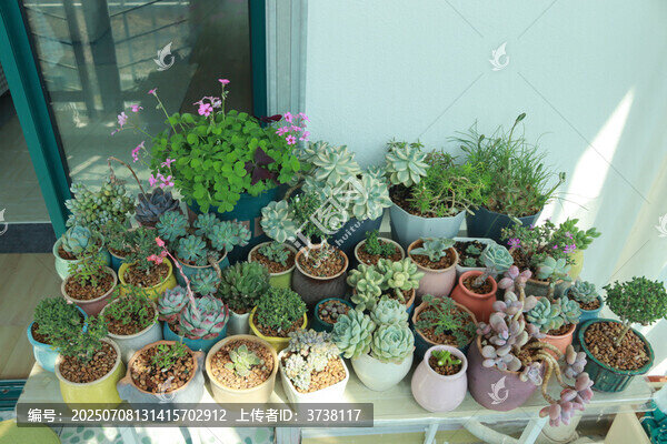 多彩多肉盆栽的室內(nèi)小景-匯圖網(wǎng) www.fosd68.com 多彩多肉盆栽的室內(nèi)小景