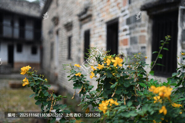 古宅前的燦爛黃色小花-匯圖網(wǎng) www.fosd68.com 古宅前的燦爛黃色小花