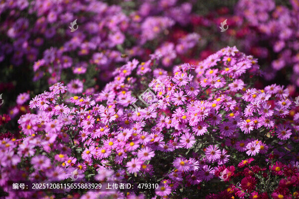 爛漫綻放的紫雛菊