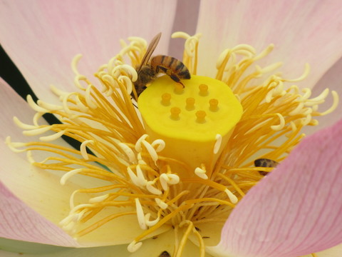 蜂花 莲蓬