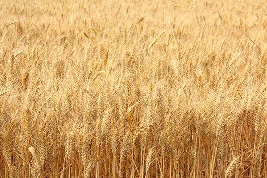 金黄色的小麦田