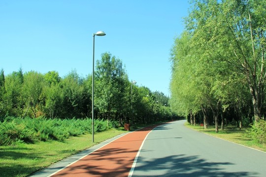森林公园 道路