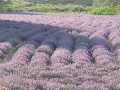 紫色花垄