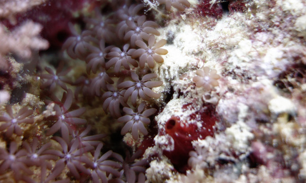 珊瑚和珊瑚礁