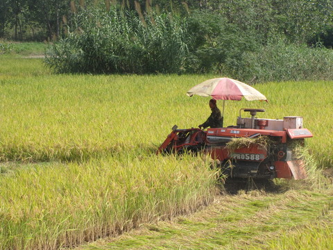农机收割水稻