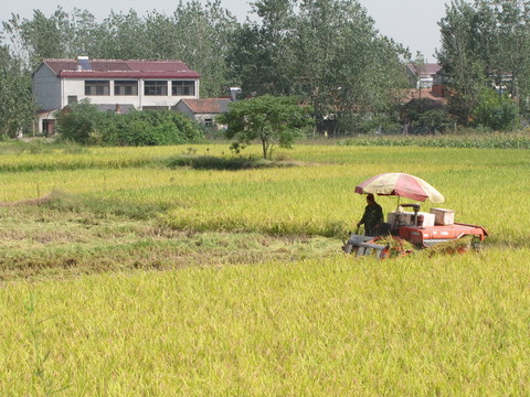 农村秋色 收割水稻 机械化