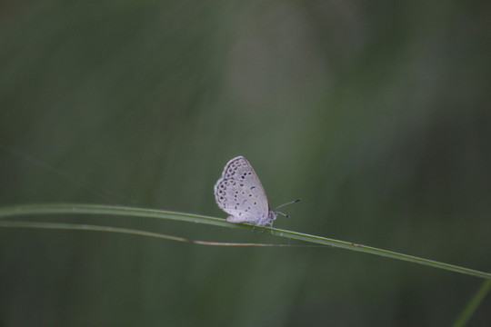 草尖上的蝴蝶