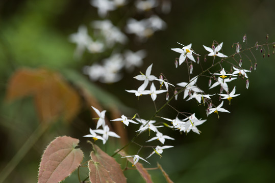 淫羊蒮花果