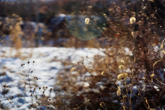 雪景 杂草