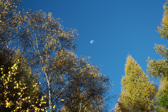 秋天海坨山金黄的树叶和月亮