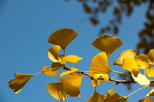 金色的银杏树叶