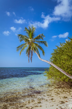 椰树海滩