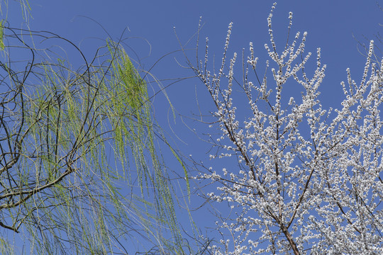 蓝天下的白色樱花与绿色柳条